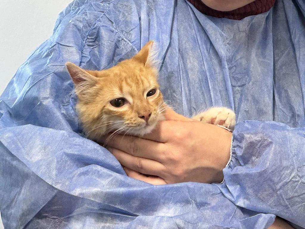 castraciones gatos