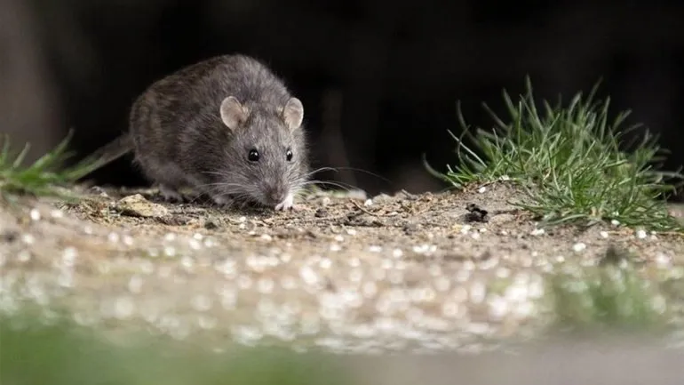 hantavirus2