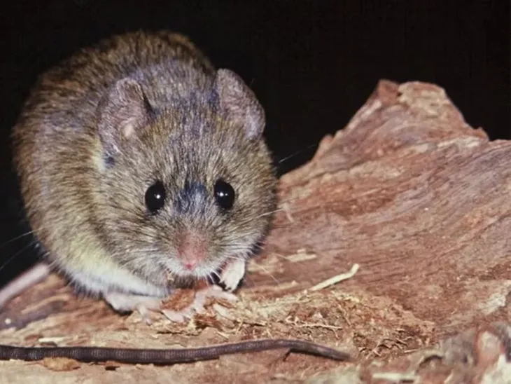 hantavirus